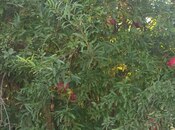 Продаётся  участок 4.8 сот, пос. Зых, photo 2 from 6