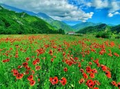 Satılır  torpaq 12 sot, photo 4 from 8