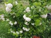 İcarəyə verilir 4 otaqlı həyət evi/bağ evi 160 m², photo 5 from 8