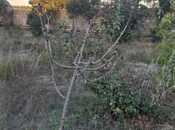 Satılır  torpaq 8 sot, Dübəndi q., photo 4 from 8