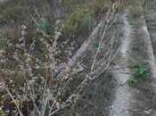 Elan №5970023 - Bakı, Dübəndi q., 8 sot