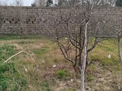 Elan №5971628 - Bakı, Görədil q., 5 sot