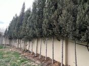 Satılır  torpaq 6 sot, Ceyranbatan q., photo 2 from 6