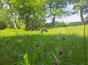 Elan №5973135 - Oğuz, Oğuz, 60 sot