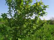 Satılır  torpaq 40 sot, photo 4 from 8