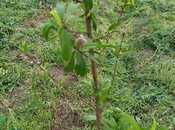 Satılır  torpaq 40 sot, photo 8 from 8