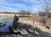 Satılır  torpaq 450 sot, Ramana q., photo 7 from 8