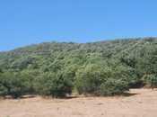 Satılır  torpaq 50 sot, photo 3 from 8