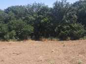 Elan №5976271 - Şabran, Şabran, 50 sot