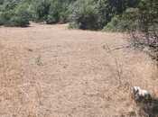 Satılır  torpaq 50 sot, photo 8 from 8