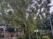 Продаётся  участок 14 сот, пос. Бильгях, photo 3 from 4