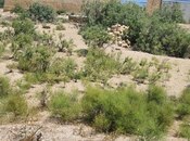 Продаётся  участок 6 сот, пос. Сангачал, photo 4 from 8