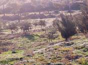 Satılır  torpaq 12 sot, Şıxov q., photo 6 from 7