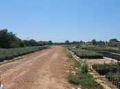 Satılır  torpaq 800 sot, Hövsan q., photo 5 from 8