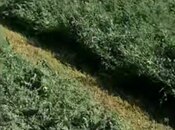 Объявление №5979949 - Билясувар, Билясувар, 152 сот