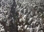 Satılır  torpaq 152 sot, photo 2 from 3