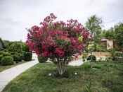 İcarəyə verilir 6 otaqlı həyət evi/bağ evi 400 m², Bilgəh q., photo 3 from 8