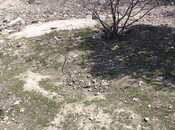 Satılır  torpaq 0.6 sot, Yeni Günəşli q., photo 3 from 6