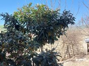 Продаётся 4-комн. дом/дача 130 м², пос. Бина, photo 4 from 8