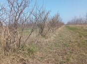 Объявление №5982701 - Хачмаз, Хачмаз, 150 сот