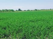 Elan №5982865 - Göyçay, Göyçay, 200 sot