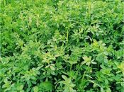 Продаётся  участок 200 сот, photo 2 from 3