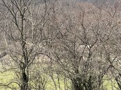 Satılır  torpaq 24 sot, photo 5 from 7