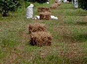 Продаётся  участок 1.2 сот, photo 6 from 8