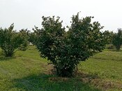 Продаётся  участок 1.2 сот, photo 3 from 8