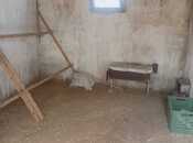 Satılır  torpaq 11 sot, Türkan q., photo 8 from 8