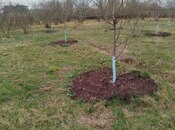 Продаётся  участок 20 сот, Хачмазский р., photo 4 from 4