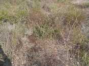 Satılır  torpaq 2 sot, Əhmədli m., photo 6 from 7