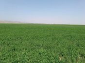 Объявление №5985095 - Ахсу, Ахсу, 31000 сот