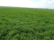 Продаётся  участок 31 000 сот, photo 2 from 8