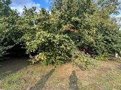 Satılır  torpaq 12 sot, photo 5 from 8