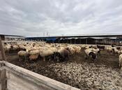 Elan №5985723 - Saatlı, Saatlı, 2100 m²