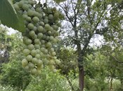 Satılır 5 otaqlı həyət evi/bağ evi 190 m², photo 4 from 8