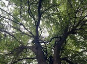 Satılır 5 otaqlı həyət evi/bağ evi 190 m², photo 3 from 8