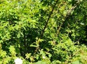 Продаётся  участок 200 сот, photo 3 from 8