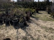 Продаётся  участок 3 сот, photo 2 from 2