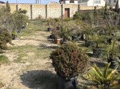 Объявление №5986745 - Сумгаит, Сумгаит, 3 сот