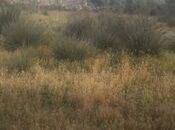 Продаётся  участок 21 сот, пос. Мамедли, photo 3 from 8