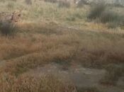 Продаётся  участок 21 сот, пос. Мамедли, photo 4 from 8