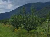 Продаётся  участок 12 сот, photo 2 from 2