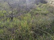 Продаётся  участок 41 сот, пос. Новханы, photo 7 from 8