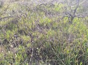 Продаётся  участок 41 сот, пос. Новханы, photo 8 from 8