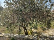 Продаётся  участок 10 сот, пос. Пиршаги, photo 4 from 5