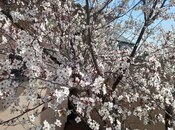 Продаётся  участок 10 сот, пос. Пиршаги, photo 3 from 5