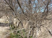 Продаётся  участок 10 сот, пос. Пиршаги, photo 5 from 5