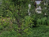 Satılır 4 otaqlı həyət evi/bağ evi 100 m², photo 2 from 4